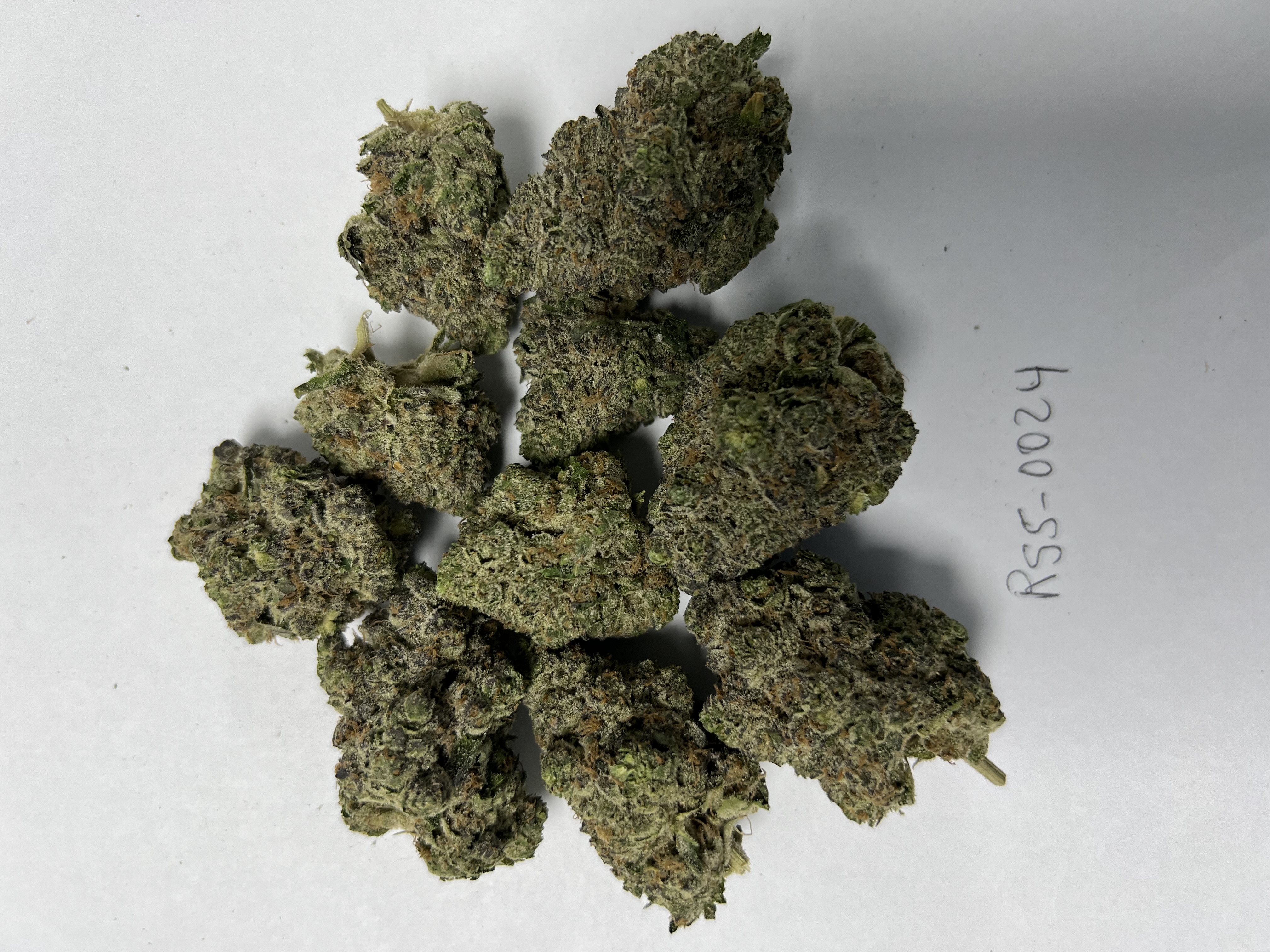 RS5 — Sunset Sherbert × Pink Guava 0024 (20 lbs.) product image
