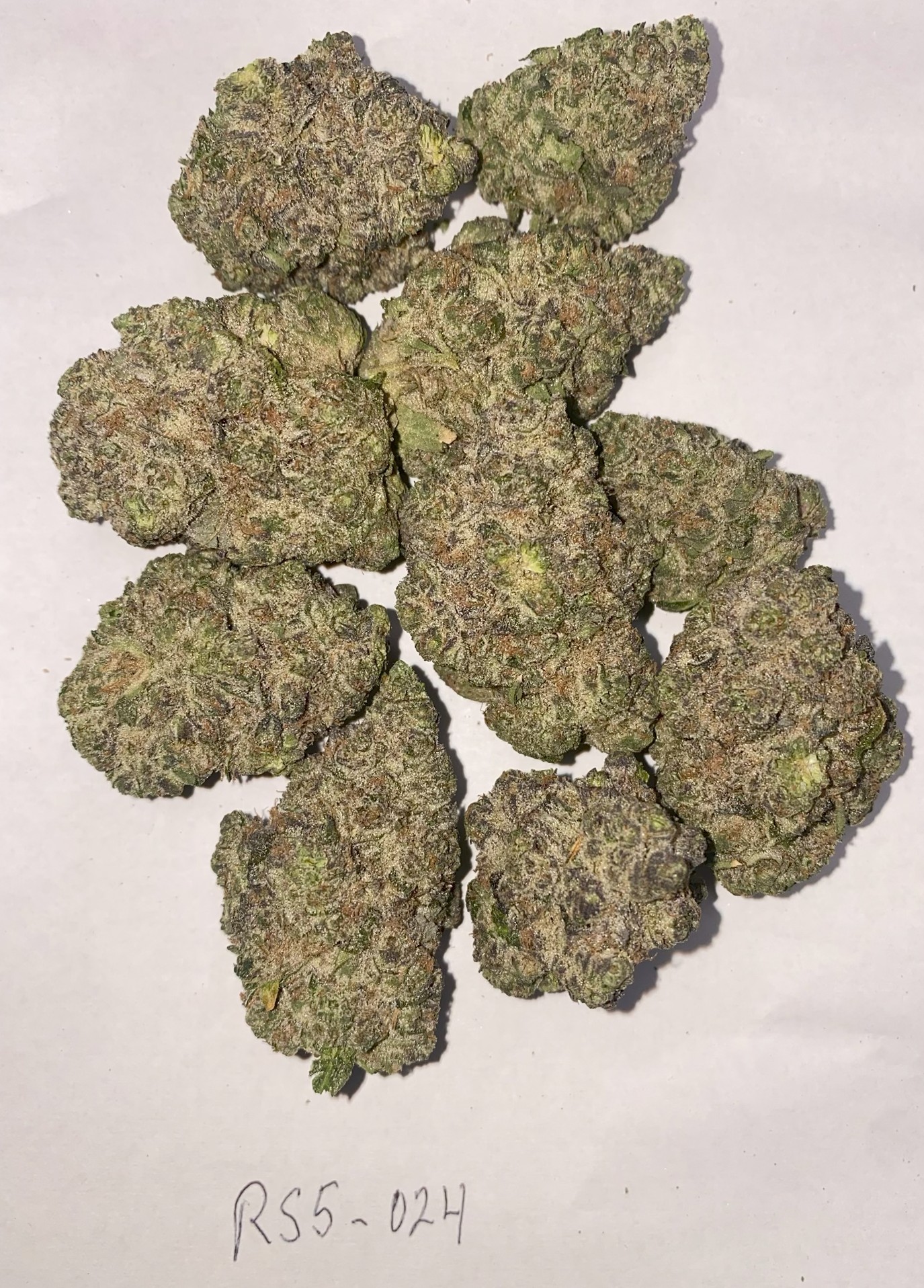 RS5 — Sunset Sherbert × Pink Guava 0024 (20 lbs.) product image