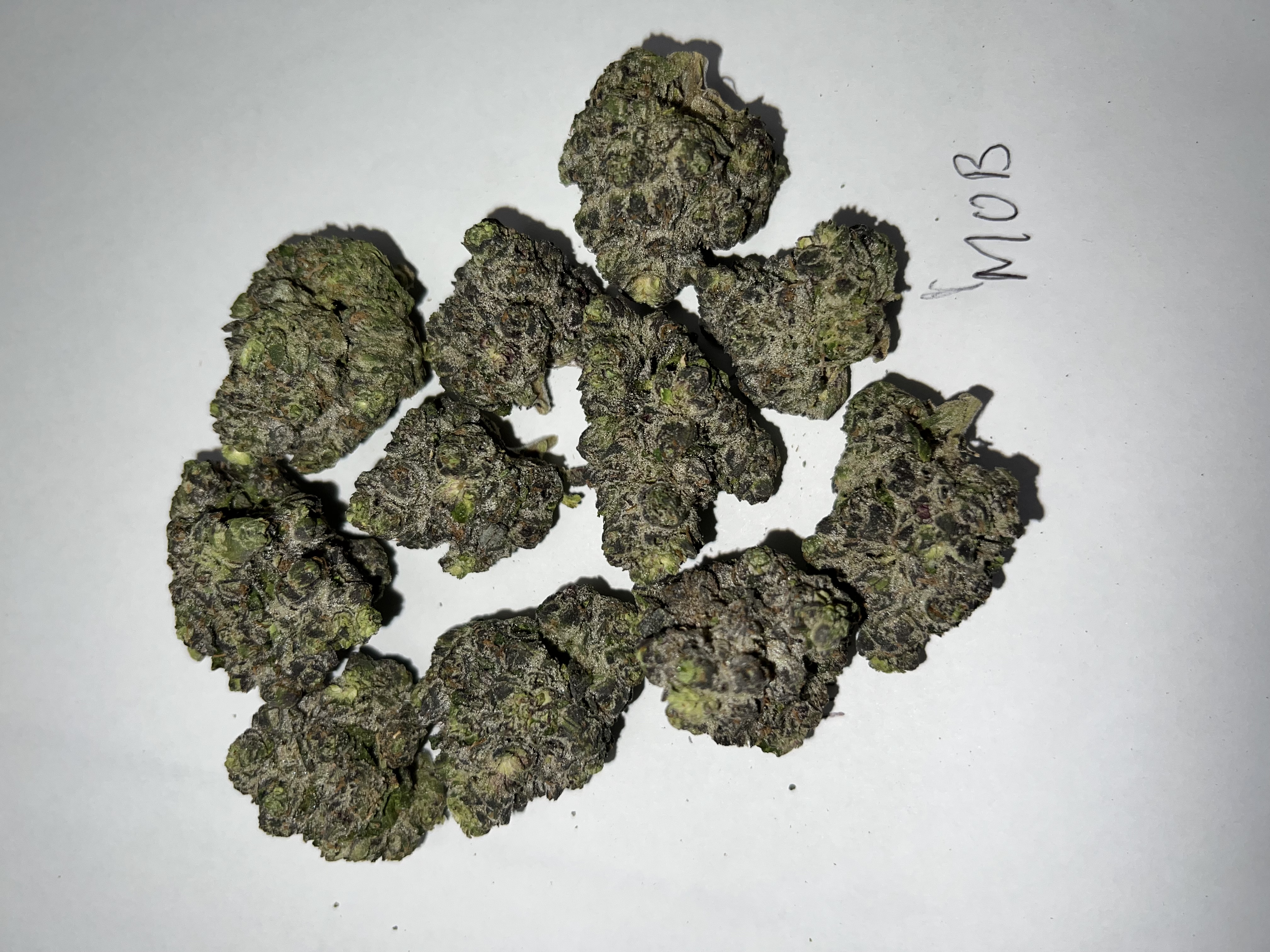 Money Over Bitches 0021 (20 lbs.) product image