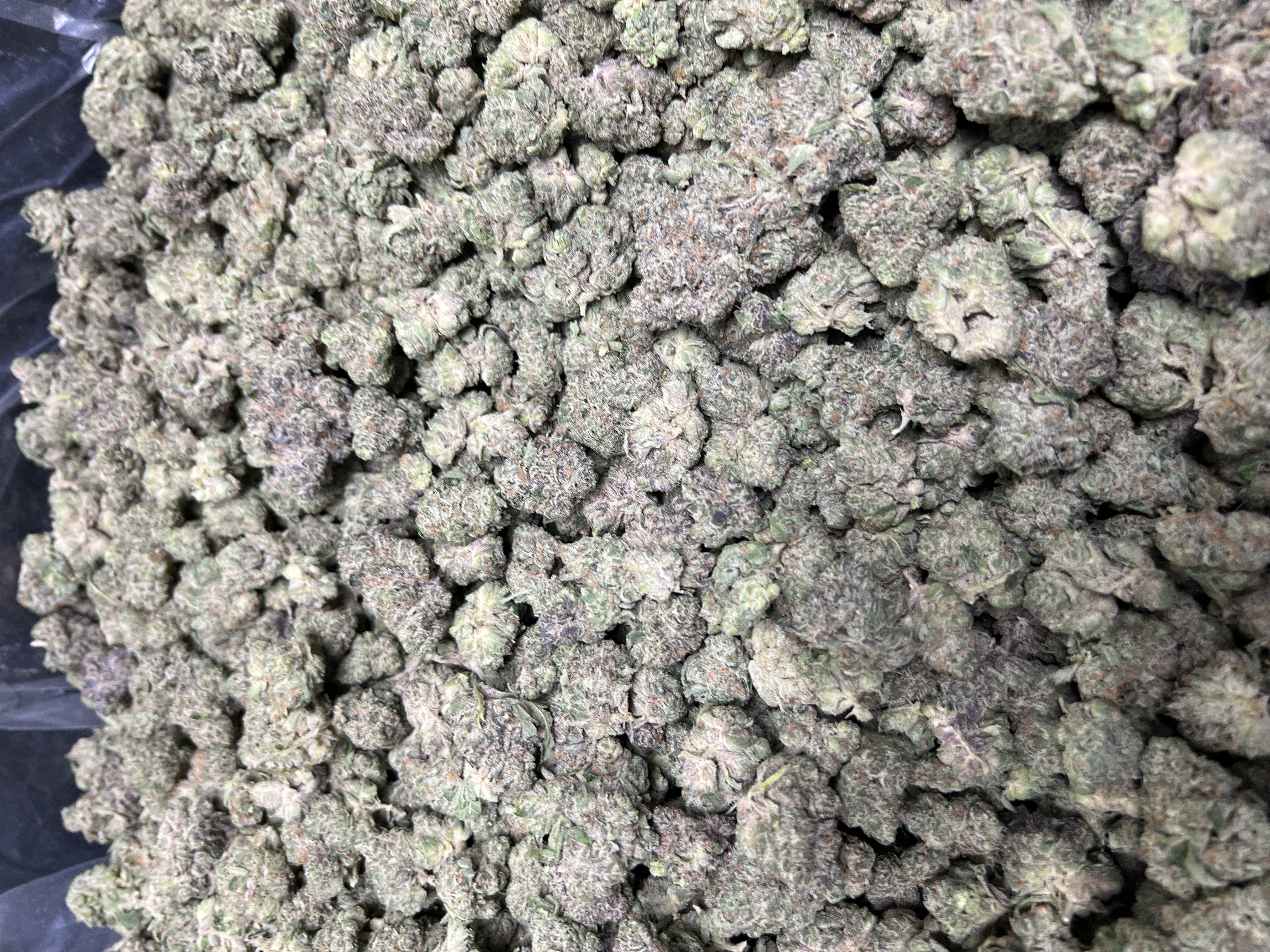RS5 — Sunset Sherbert × Pink Guava 0024 (20 lbs.) product image
